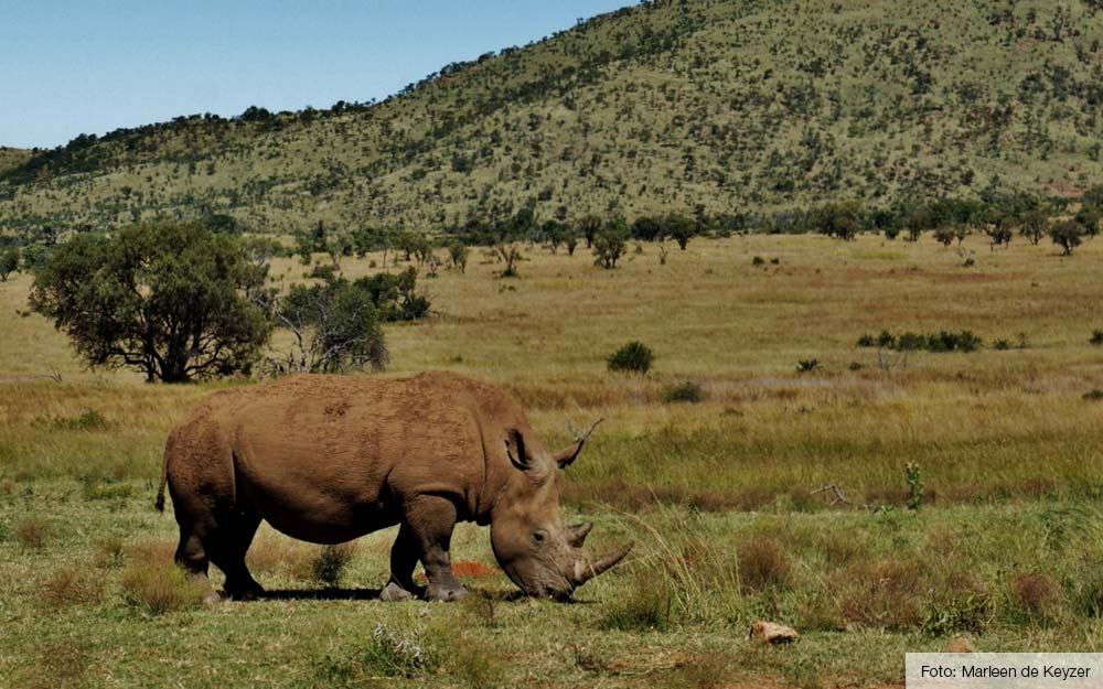 beste safari zuid afrika