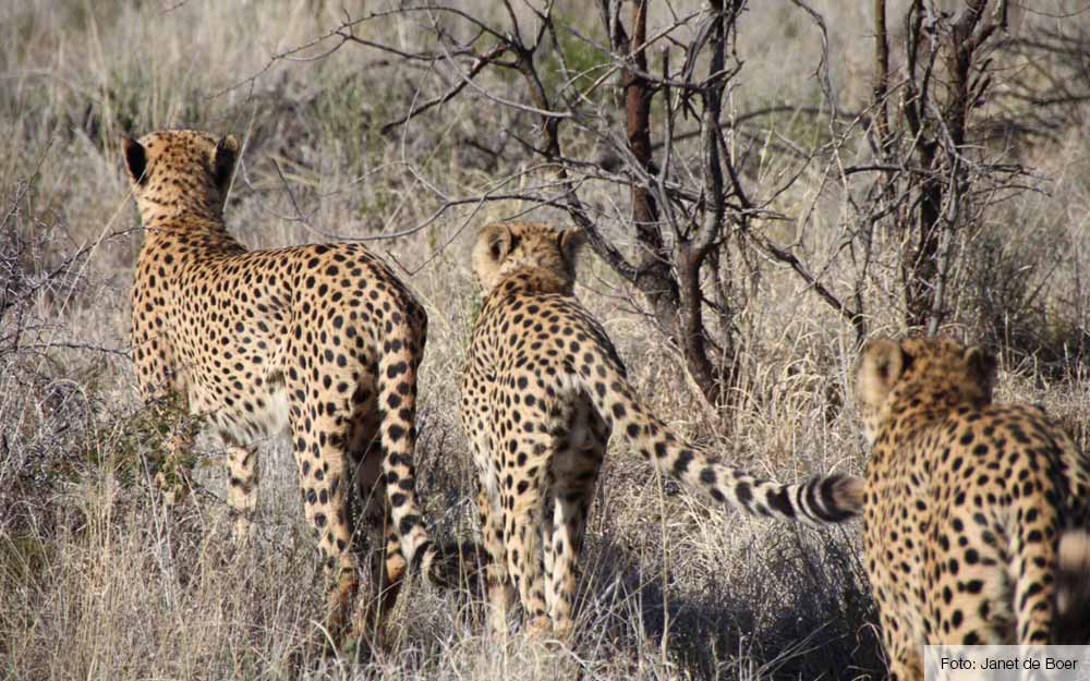 beste safari zuid afrika