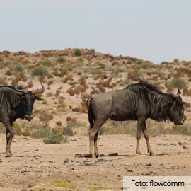 Top 7 Dieren In De Zuid-Afrikaanse Woestijn - Zuid-Afrika.nl